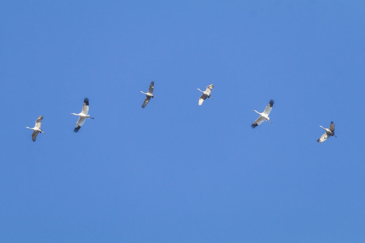 12/03/2021 Flock of Cranes